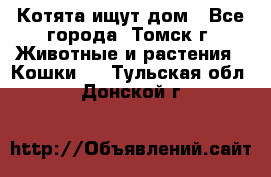 Котята ищут дом - Все города, Томск г. Животные и растения » Кошки   . Тульская обл.,Донской г.